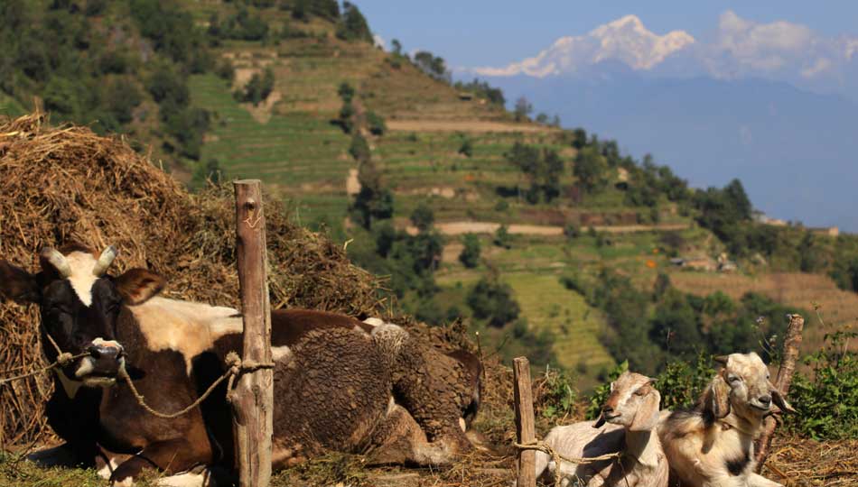 Nagarkot hiking in nepal