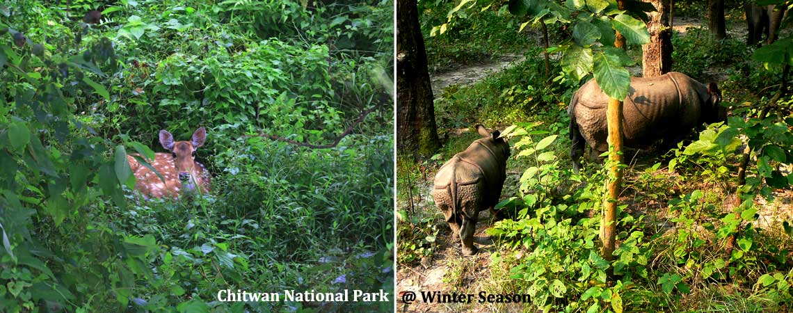 Winter season in chitwan national park