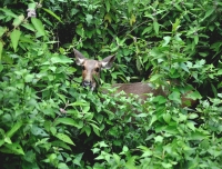 Deer in Chitwan 