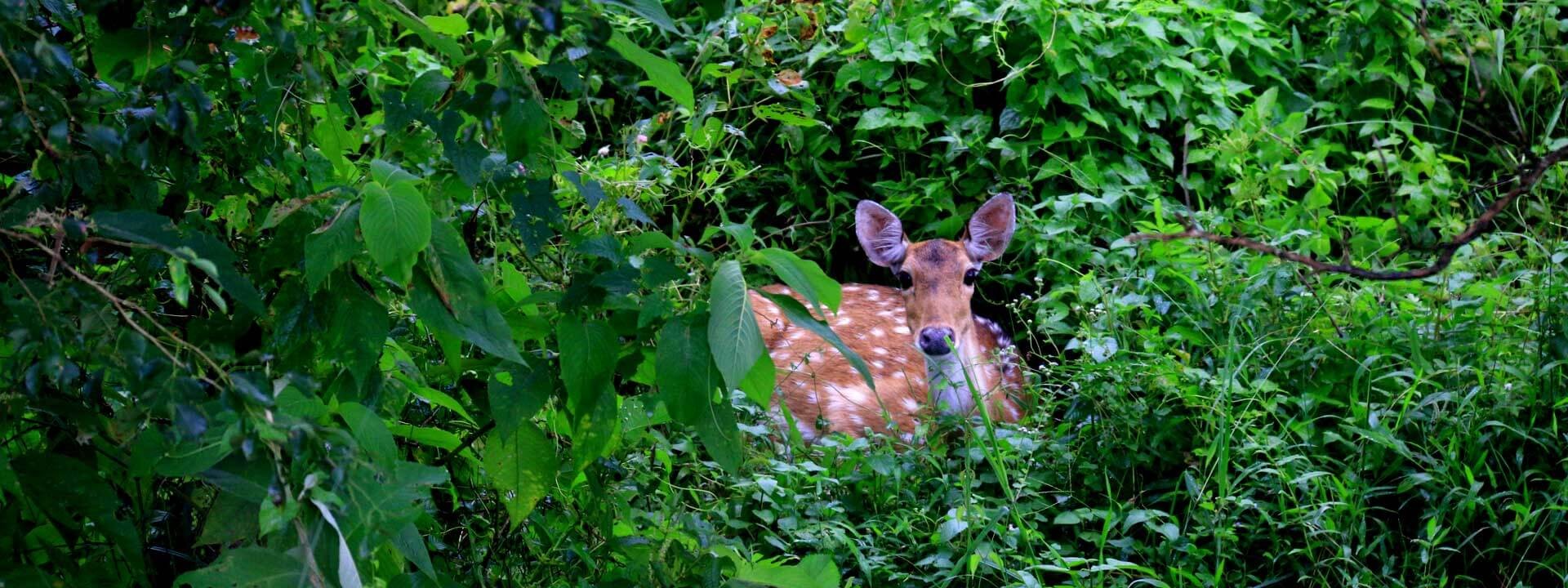 Photography in chitwan national park